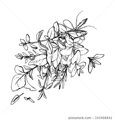 Twine-tied bundle of Mediterranean herbs, aromatic culinary foliage, rustic garden harvest and freshly gathered seasoning plants with natural character. Isolated hand drawn vector ink illustration. Twine-tied bundle of Mediterranean herbs, aromatic culinary foliage, rustic garden harvest and freshly gathered seasoning plants with natural character. Isolated hand drawn vector ink illustration. 143498842