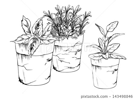 Rosemary, oregano and sage in terracotta pots, fragrant culinary herbs, flowering aromatic plants edible foliage. Isolated hand drawn vector ink clipart. Community garden materials, botanical atlases Rosemary, oregano and sage in terracotta pots, fragrant culinary herbs, flowering aromatic plants edible foliage. Isolated hand drawn vector ink clipart. Community garden materials, botanical atlases 143498846