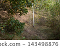 A dirt path leading through the forest. 143498876
