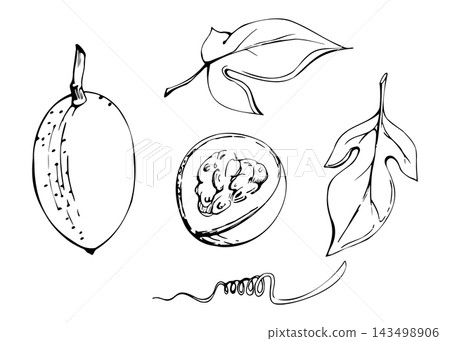 Passionfruit, whole and halved tropical fruit with juicy seed-filled interior, glossy leaves, wrinkled skin. Isolated hand drawn vector ink botanical illustration. Scrapbooking, card making, posters Passionfruit, whole and halved tropical fruit with juicy seed-filled interior, glossy leaves, wrinkled skin. Isolated hand drawn vector ink botanical illustration. Scrapbooking, card making, posters 143498906