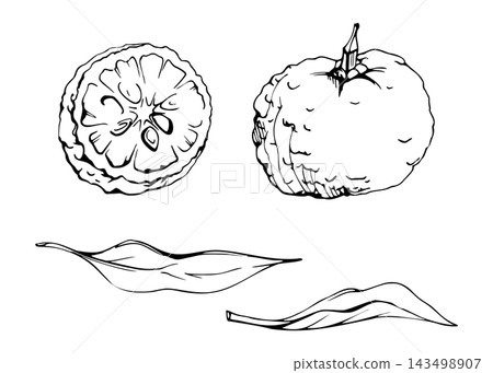 Fresh yuzu citrus fruit and leaves, whole Japanese citron with bumpy peel, aromatic exotic Asian citrus textured rind. Isolated hand drawn vector ink illustration. Food magazines, cookbooks clipart Fresh yuzu citrus fruit and leaves, whole Japanese citron with bumpy peel, aromatic exotic Asian citrus textured rind. Isolated hand drawn vector ink illustration. Food magazines, cookbooks clipart 143498907