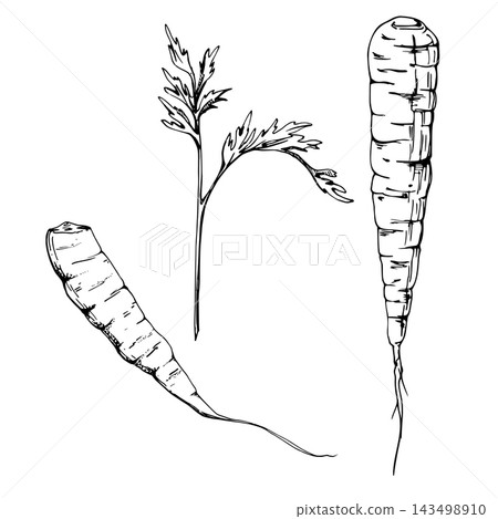 Carrot, parsnip roots, leafy thin foliage. Edible taproot vegetables, elongated tubers, natural harvest detail. Hand drawn vector ink illustration. Mindful cooking, seasonal living, farmers markets 143498910