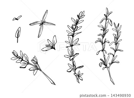 Thyme, savory or purslane Mediterranean edible herbs with delicate stems, low-growing foliage, textured drought-resistant plant forms. Hand drawn vector ink botanical illustration. Planners, stickers Thyme, savory or purslane Mediterranean edible herbs with delicate stems, low-growing foliage, textured drought-resistant plant forms. Hand drawn vector ink botanical illustration. Planners, stickers 143498930