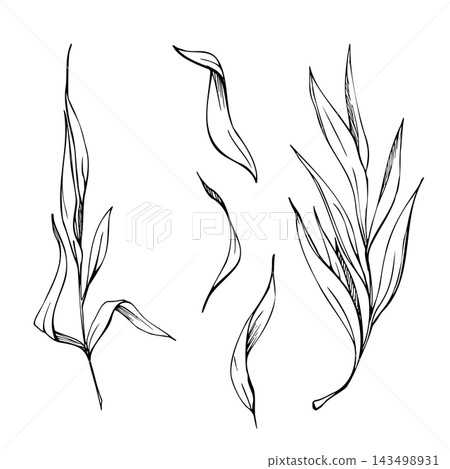 Tarragon, hyssop culinary and medicinal herbs, savory and sage long aromatic leaves, slender stems, natural botanical detail. Hand drawn vector ink isolated illustration. Herbarium inspired artwork Tarragon, hyssop culinary and medicinal herbs, savory and sage long aromatic leaves, slender stems, natural botanical detail. Hand drawn vector ink isolated illustration. Herbarium inspired artwork 143498931