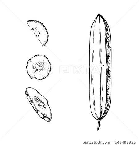 Fresh cucumber slices, zucchini or gourd, crisp garden vegetables with smooth skin, watery interiors. Hand drawn vector ink illustration. Crop guides, organic farming, produce catalogs, grocery stalls Fresh cucumber slices, zucchini or gourd, crisp garden vegetables with smooth skin, watery interiors. Hand drawn vector ink illustration. Crop guides, organic farming, produce catalogs, grocery stalls 143498932