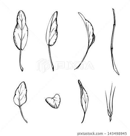 Spinach, kale leafy edible vegetables, sage and oregano fresh culinary herbs, nutritious garden foliage with varied natural leaf forms. Hand drawn vector ink illustration. Memory games, matching cards Spinach, kale leafy edible vegetables, sage and oregano fresh culinary herbs, nutritious garden foliage with varied natural leaf forms. Hand drawn vector ink illustration. Memory games, matching cards 143498945