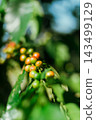 Coffee tree in coffee plantation 143499129