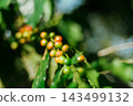 Coffee tree in coffee plantation 143499132