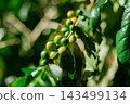 Coffee tree in coffee plantation 143499134