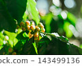Coffee tree in coffee plantation 143499136