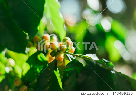 Coffee tree in coffee plantation Coffee tree in coffee plantation 143499136