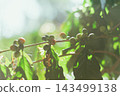 Coffee tree in coffee plantation 143499138