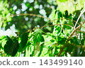 Coffee tree in coffee plantation 143499140
