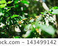 Coffee tree in coffee plantation 143499142