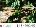 Coffee tree in coffee plantation 143499145