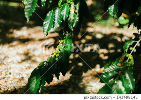 Coffee tree in coffee plantation Coffee tree in coffee plantation 143499145