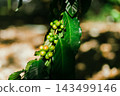 Coffee tree in coffee plantation 143499146