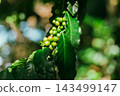 Coffee tree in coffee plantation 143499147