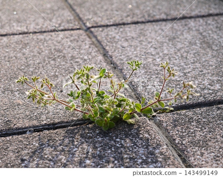 Weeds growing profusely from the cracks in the park tiles Weeds growing profusely from the cracks in the park tiles 143499149