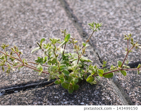 Weeds growing profusely from the cracks in the park tiles Weeds growing profusely from the cracks in the park tiles 143499150
