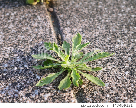 Weeds growing profusely from the cracks in the park tiles Weeds growing profusely from the cracks in the park tiles 143499151