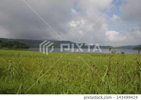 奧澤草原和湖畔的夏季景色 143499424
