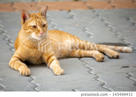 The orange cat's curiosity was activated on the lookout. 143499431