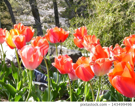 Brightly colored tulip flowers Brightly colored tulip flowers 143499496