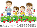Strawberry picking 143499661