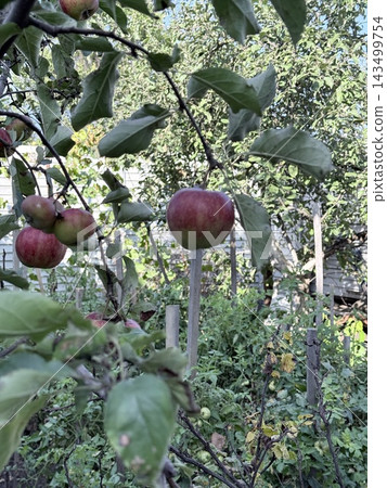 Fresh Red Apples Growing On Green Orchard Tree 143499754