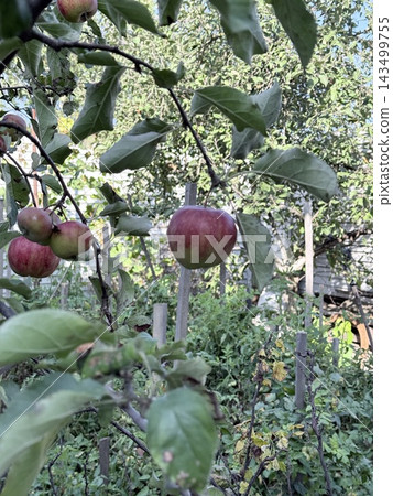 Ripe Red Apples Hanging From Leafy Orchard Branches Ripe Red Apples Hanging From Leafy Orchard Branches 143499755