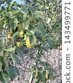 Fresh Green And Yellow Pears Growing In Orchard Fresh Green And Yellow Pears Growing In Orchard 143499771