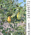 Ripening Yellow Pears Hanging On Green Orchard Tree Ripening Yellow Pears Hanging On Green Orchard Tree 143499772
