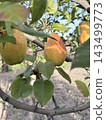 Golden Ripe Pears Hanging From Orchard Branches Golden Ripe Pears Hanging From Orchard Branches 143499773