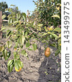 Ripening Pears On Tree With Weathered Autumn Leaves Ripening Pears On Tree With Weathered Autumn Leaves 143499775