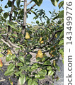 Ripe Yellow Pears Growing Among Green Orchard Leaves Ripe Yellow Pears Growing Among Green Orchard Leaves 143499776