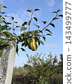 Ripe Yellow Pear Hanging From Leafy Orchard Tree Ripe Yellow Pear Hanging From Leafy Orchard Tree 143499777