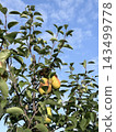 Golden Yellow Apples Hanging Among Lush Green Leaves Golden Yellow Apples Hanging Among Lush Green Leaves 143499778