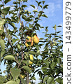 Ripe Yellow Apples Growing On Green Leafy Tree Ripe Yellow Apples Growing On Green Leafy Tree 143499779