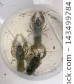 Three Living Freshwater Crayfish In Shallow Water Three Living Freshwater Crayfish In Shallow Water 143499784