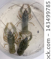 Closeup Of Three Live Crayfish In Clear Water Closeup Of Three Live Crayfish In Clear Water 143499785