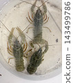 Three Freshwater Crayfish Viewed From Above Underwater Three Freshwater Crayfish Viewed From Above Underwater 143499786