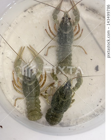Three Freshwater Crayfish Viewed From Above Underwater Three Freshwater Crayfish Viewed From Above Underwater 143499786