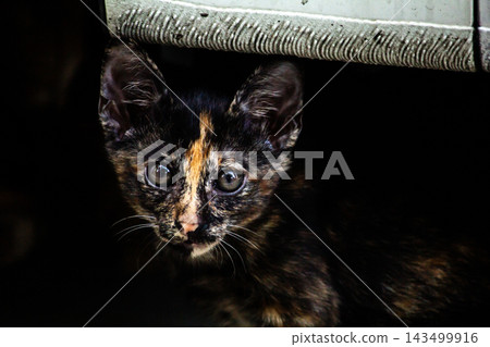 A lovely close-up shot of a tortoiseshell kitten A lovely close-up shot of a tortoiseshell kitten 143499916