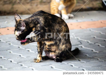 A tortie licks her fur to stay fabulous and clean.A tortie licking its fur" A tortie licks her fur to stay fabulous and clean.A tortie licking its fur" 143500471