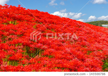 茨城縣日立田市新宿町源川堤岸的斜坡上,盛開著一簇簇鮮紅的彼岸花(Lycoris radiata)。 茨城縣日立田市新宿町源川堤岸的斜坡上,盛開著一簇簇鮮紅的彼岸花(Lycoris radiata)。 143500786