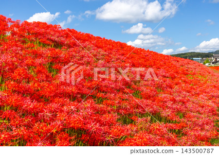 茨城縣日立田市新宿町源川堤岸的斜坡上,盛開著一簇簇鮮紅的彼岸花(Lycoris radiata)。 茨城縣日立田市新宿町源川堤岸的斜坡上,盛開著一簇簇鮮紅的彼岸花(Lycoris radiata)。 143500787