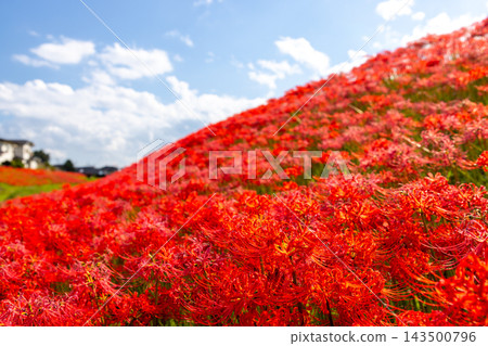 茨城縣日立田市新宿町源川堤岸的斜坡上,盛開著一簇簇鮮紅的彼岸花(Lycoris radiata)。 茨城縣日立田市新宿町源川堤岸的斜坡上,盛開著一簇簇鮮紅的彼岸花(Lycoris radiata)。 143500796