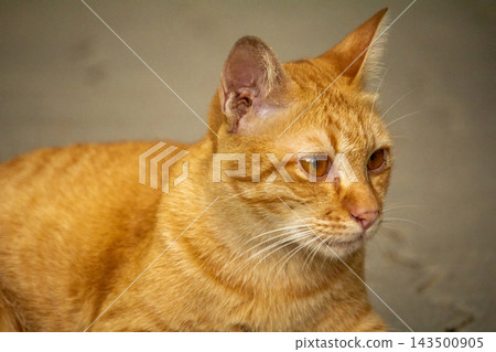 The orange cat is lying down, curiosity activated. On the lookout. The orange cat is lying down, curiosity activated. On the lookout. 143500905