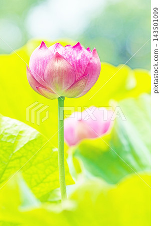 Flowers around the house, various in all seasons. Large, beautiful pink lotus flowers are beginning to bloom in the lotus pond in early summer. Flowers around the house, various in all seasons. Large, beautiful pink lotus flowers are beginning to bloom in the lotus pond in early summer. 143501099